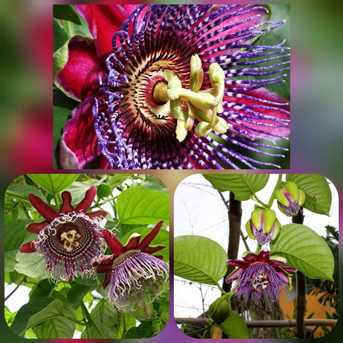 Live Plant - Giant Granadilla Passion Fruit Vine - Passiflora Quadrangularis -Starter Plant