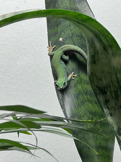 Josh's Frogs Sansevieria spp. 'Snake Plant' - Grower's Choice (2" Pot)