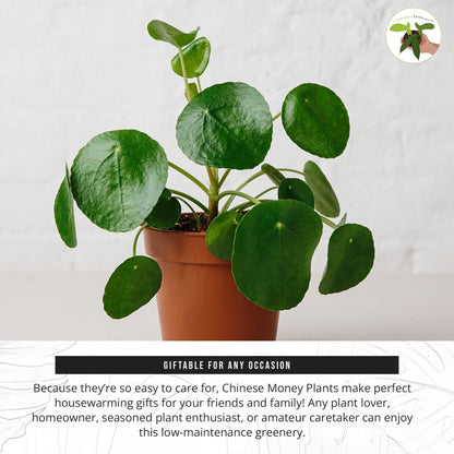 California Tropicals Rare Chinese Money Plant (Pilea Peperomioides) - Live House Plant, 4 Inch Pot for Easy Care, Perfect for Office, Home & Feng Shui Decor, Real Plants for Gardening