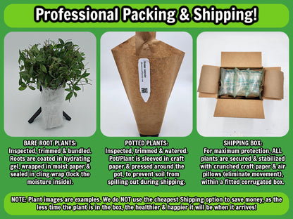 Greenwood Nursery: Live Trees - Nellie R. Stevens Holly Tree + Ilex X - [Qty: 5X 2.5 Pots] - (Click for Other Available Plants/Quantities)
