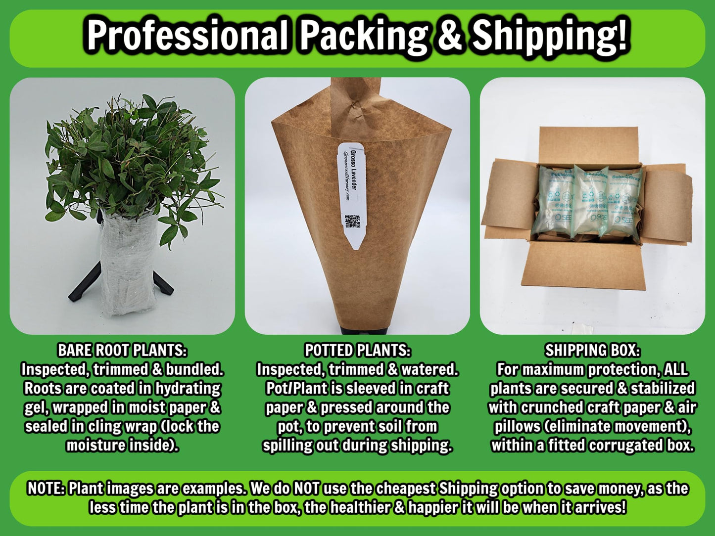 Greenwood Nursery: Live Trees - Fignomenal Dwarf Fig Tree + Ficus carica - [Qty: 1x 3.5 Pot] - (Click for Other Available Plants/Quantities)