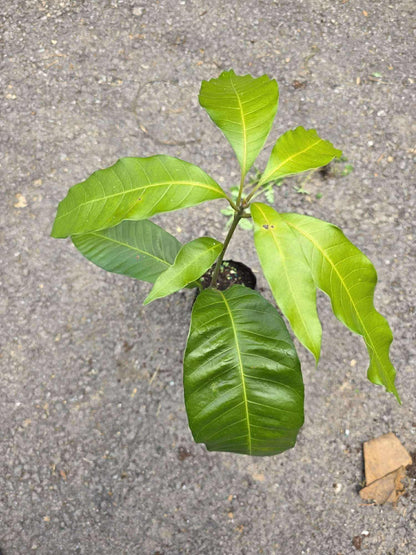 Mango Manila Manglifera friit Tree 10inch-18 Seedling