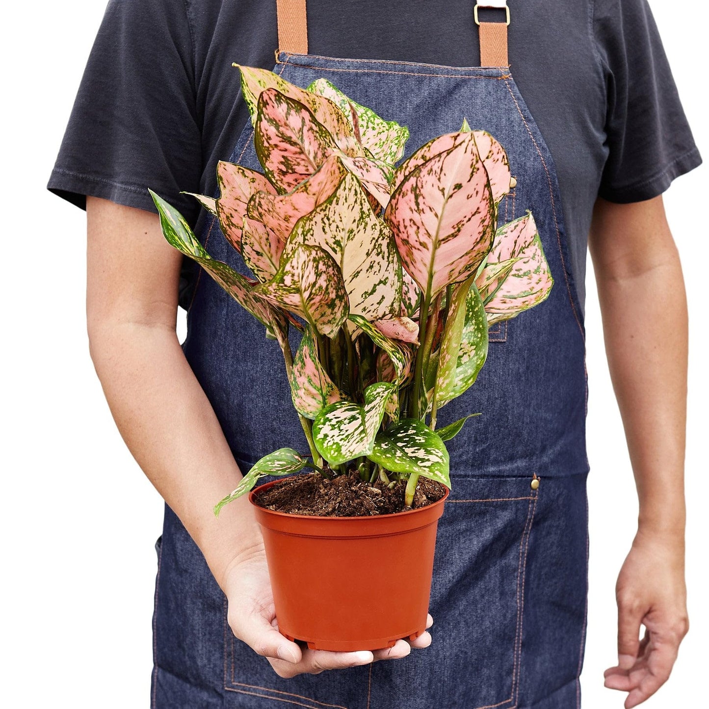6 Pack Chinese Evergreen 'Lady Valentine' in 2in Pot - Live Plants Tropical Houseplants | Variegated | USA Growers | The Snobby Leaf