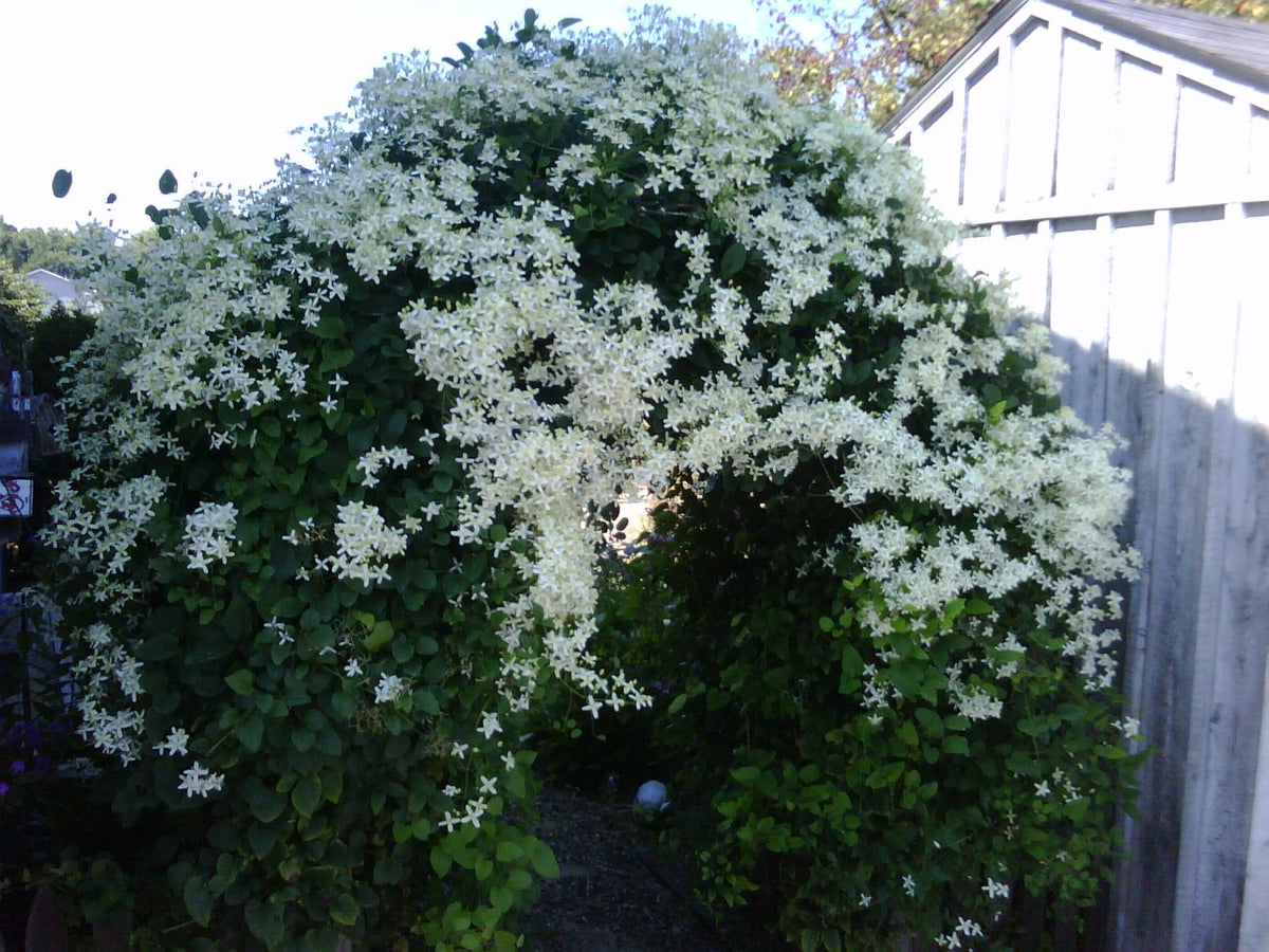 Sweet Autumn Clematis Vine - Clematis paniculata - Fragrant - 2.5" Pot