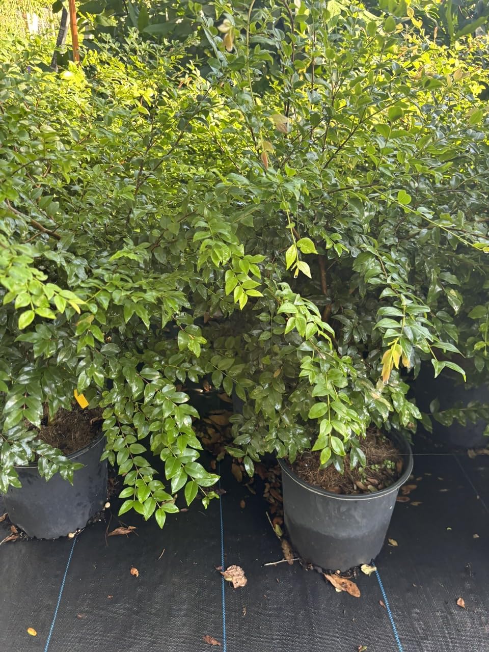 Live Jabuticaba Tree Live Plant | Jaboticaba Fruit Tree 2.5–3 Ft Tall Potted Plant | Hardy Fruit-Bearing Tree for Indoor or Outdoor Growing | No Ship to CA,HI,AK