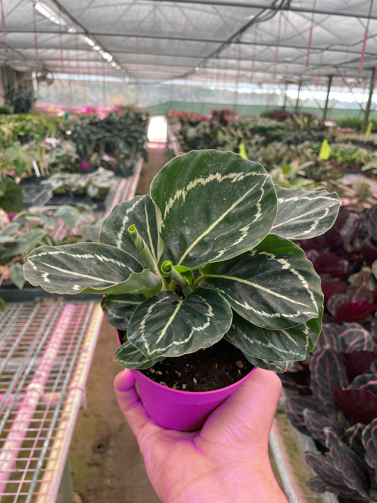 2 Pack Calathea 'Green Goddess' in 4in Pot - Live Tropical Houseplant - Easy to Grow | Air Purifying | Pet Friendly | Variegated | USA Growers | The Snobby Leaf