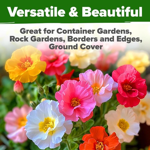 Home Grown Moss Rose Seeds - 23,500+ Heirloom Portulaca Seeds for Low-Maintenance Gardens | Bulk Pack for Ground Cover
