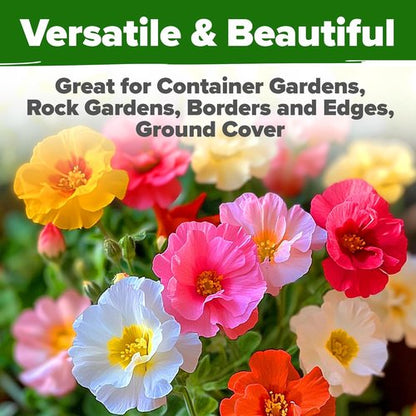 Home Grown Moss Rose Seeds - 23,500+ Heirloom Portulaca Seeds for Low-Maintenance Gardens | Bulk Pack for Ground Cover