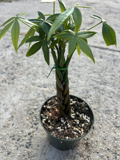 Live Money Tree Plant, 5 Braided Pachira Aquatica in 4 Inch Pot, Indoor Green Plant with Soil, Low Water Requirements, Bright Indirect Light