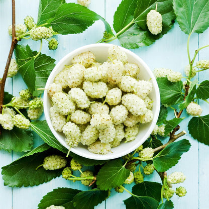 2 White Mulberry Plants - 12-18" Tall Live Plants - Sweet Mulberry Fruit Trees for Planting - Edible Berries Seedlings - Murus Alba - (2 Pack)