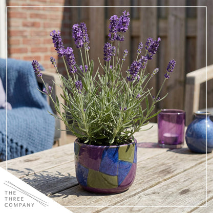 Live Lavender 2-Pack – Purple – Fragrant Sun Perennial Herb, Pollinator Friendly, 10” Tall, 1 Qt Pot