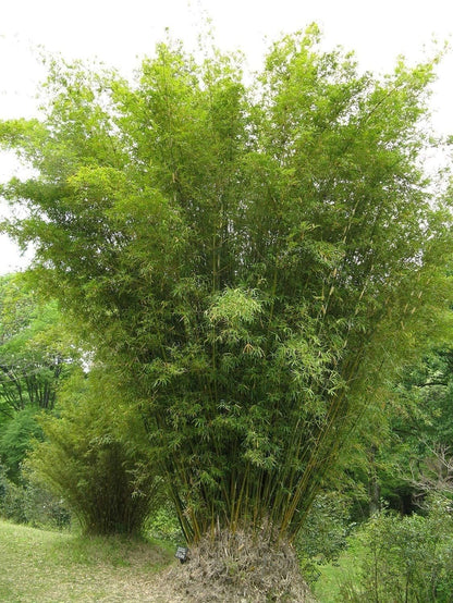 Golden Hedge Bamboo | 2 Extra Large Trade 3 Gallon Plants | Bambusa Multiplex | Clumping Non-Invasive Screening Live Bamboo