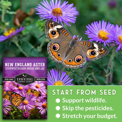 Survival Garden Seeds - New England Aster Seeds | Native Purple Perennial Wildflower | Attract Butterflies | 1 Pack