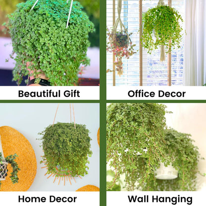 Pilea Depressa Live Plant with Hanging Basket - 4.5Inch Pilea Plant - Trailing Hanging Plants - Baby Tears Fully Rooted House Plants for Home Office Decorations & Birthday Gift(Heat Pack Included)