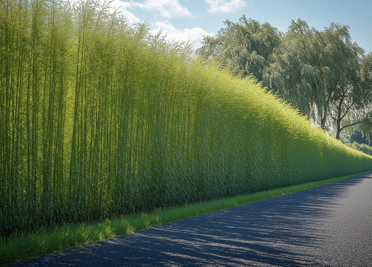 Willow Hybrid Trees for Privacy - Fast Growing Austree Willow Cuttings (25 Cuttings)