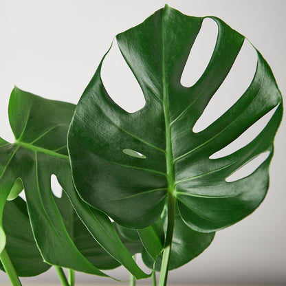 9 Pack Philodendron Monstera Split-Leaf in 6in Pot - Live Plants Tropical Houseplants | Variegated | USA Growers | The Snobby Leaf