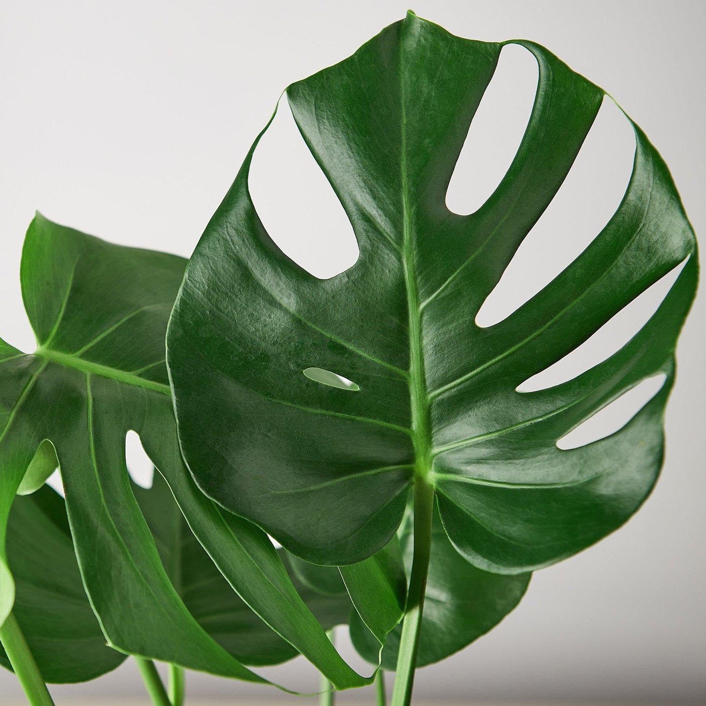 5 Pack Philodendron Monstera Split-Leaf in 6in Pot - Live Plants Tropical Houseplants | Variegated | USA Growers | The Snobby Leaf