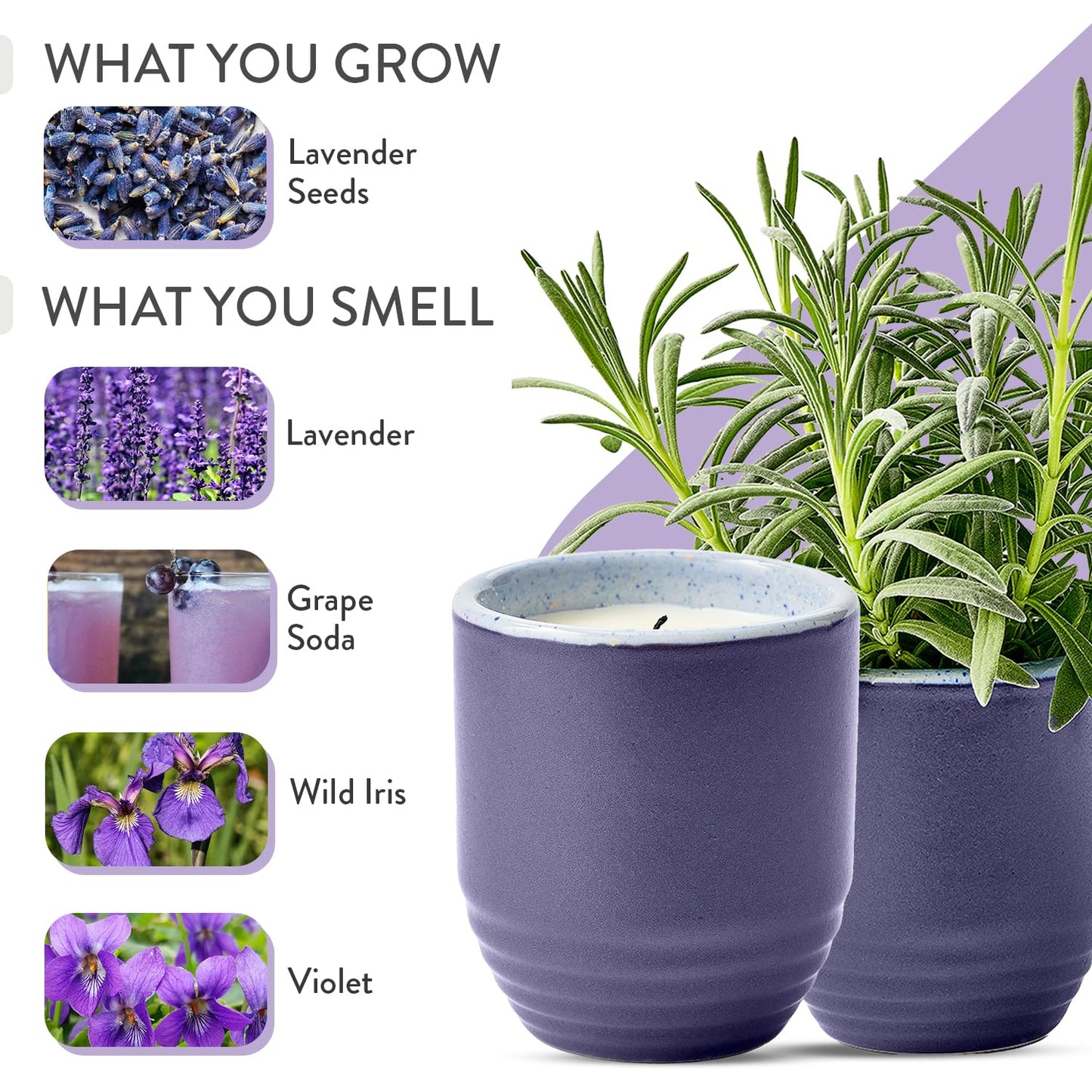 Modern Sprout - 2-in-1 Soy Candle & Planter - Violet Hour (Lavender, Grape Soda, Wild Iris, Violet) 6 Oz Scented Candle w/Lavender Seeds - Ceramic Vessel Dual Purpose Jar - 38-40 Hour Burn