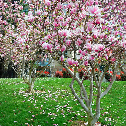 Alexandrina Japanese Magnolia, Pink Flowering Ornamental Tree, 12-18 inch, 1 gal. Nursery Pot, (Due to Agricultural Laws, we Cannot Ship to California, Arizona, Alaska, or Hawaii)