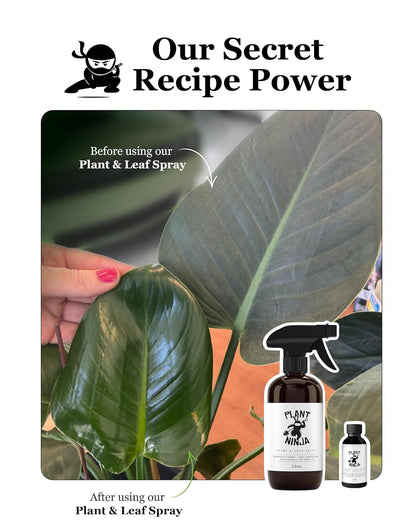 Plant & Leaf Spray - Non-Toxic Leaf Shine & Protector | Eco-Friendly Formula for Indoor Plants | Handcrafted, Women-Owned