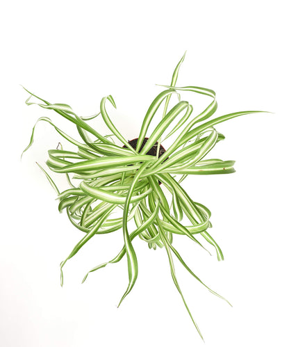 Shop Succulents | 'Bonnie' Curly Spider Plant, Naturally Air Purifying House Plant in 4" Pot, Easy Care, Live Indoor House Plant