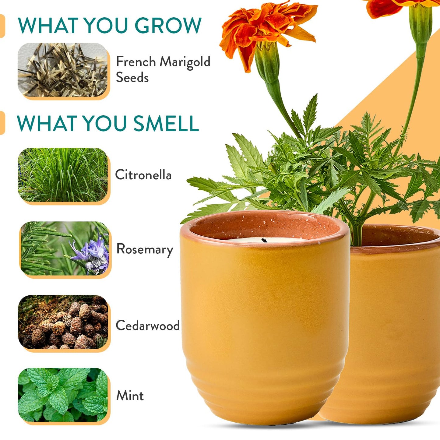 Modern Sprout - 2-in-1 Soy Candle & Planter - Last Light (Bug-Repelling Citronella, Rosemary, Cedarwood, Mint) 6 Oz Scented Candle with Marigold Seeds - Dual Purpose Jar - 38-40 Hour Burn