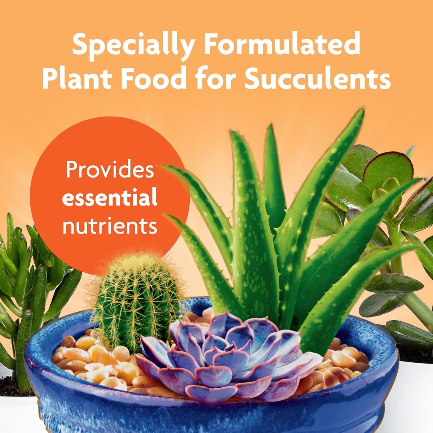 Miracle-Gro Succulent Plant Food - Liquid Fertilizer for Jade & Aloe - 8 fl. oz. (2 Pack) | Feed Every 2 Weeks