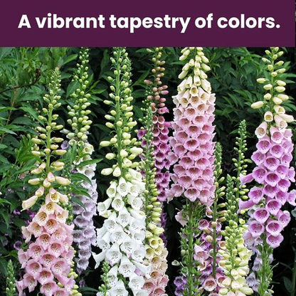 Foxglove Seeds - Perennial Mixed Colors | 200,000+ Seeds Bulk Pack for Easy Home Gardening & Hummingbird Attraction