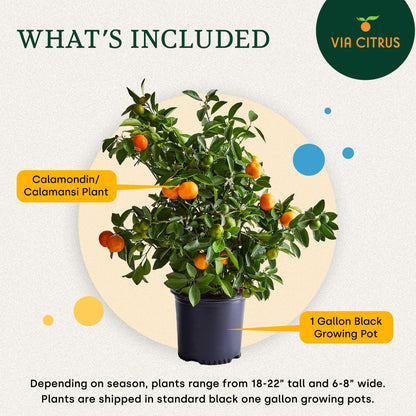 Calamondin Tree Live Plants 13" - 22" Tall Indoor Outdoor Fruit Tree Plant Growing, Live Citrus Plant Mothers Day Gift for Mom Home Garden Patio and Decor Use, Cannot Ship CA AL AZ TX LA by Via Citrus