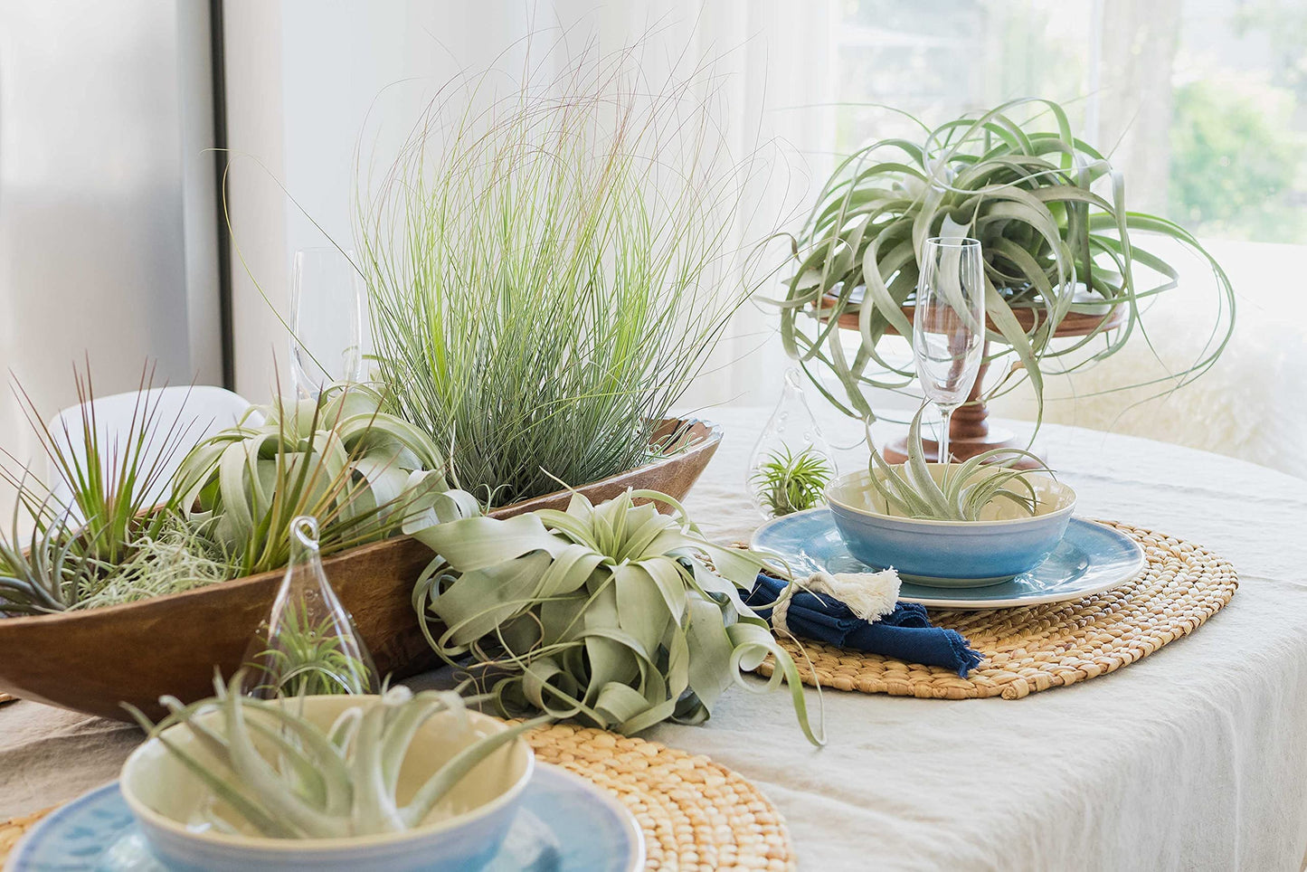 3 Pack Large Xerographica Air Plants 5 to 7 Inch Wide-Air Plants Live Tillandsia Succulent House Plants Holders-Available in Wholesale and Bulk-Home and Garden Decor-Easy Care Indoor Outdoor(