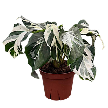 CoollectivePlants Calathea Stella Live Plant in 4" Growers Pot – Easy Care Indoor Tropical Houseplant, Low Maintenance Prayer Plant, Pet Safe Decorative Foliage Plant for Home or Office