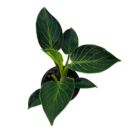 BubbleBlooms Philodendron Birkin White Wave in a 6 inch Pot