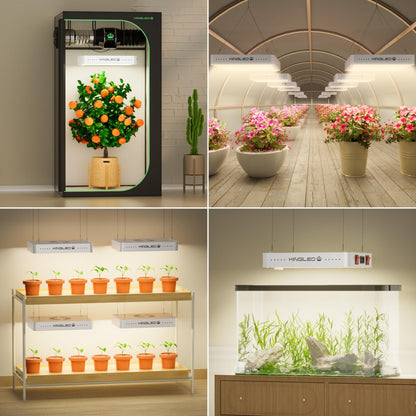 KingLED KP2000 LED Grow Light for Indoor Plants, Full Spectrum Plant Light with Veg & Bloom Mode, 200W Hanging Growing Lamp for Seed Starting Seedlings Vegetable Hydroponic Greenhouse, 3x3 Grow Tent