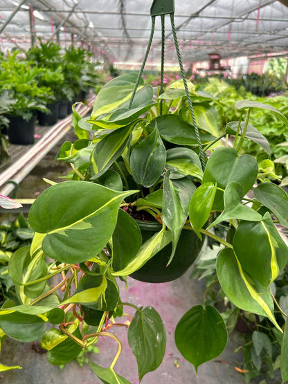 5 Pack Philodendron 'Brasil' in 3in Pot - Live Tropical Houseplant - Easy to Grow | Air Purifying | Variegated | USA Growers | The Snobby Leaf