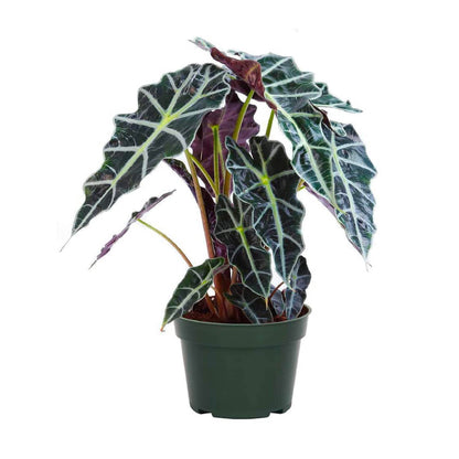American Plant Exchange Alocasia Polly African Mask – 6-Inch with Pot – Live Easy Care Tropical Houseplant, Air Purifying Foliage for Home, Office, or Indoor Garden Decor