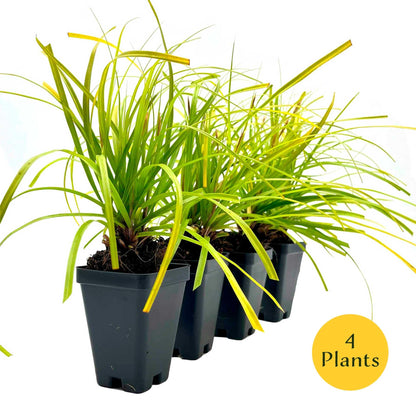 4 Everillo Sedge Grass – Evergreen Clumping Ornamental Grass with Arching Golden Foliage for Shade, Borders & Containers (Carex oshimensis ‘Everillo’) in 3.5″ Cubes, Live Plants