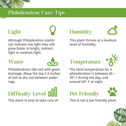 Philodendron Hederaceum Brasil Live Plant for Indoor | Different Houseplants in 3'' Pot | Real House Plant for Living Room, Office, Desk & Bathroom | Cordatum Brasil Cordatum