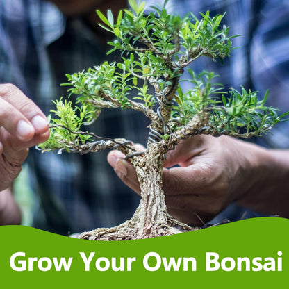 Bonsai Tree Kit, Bonsai Starter Kit with 4 Types of Seeds, Tools & Planters, Bonsai Tree Live Plants Indoor, Gardening Gifts for Women Men Mom Father Plant Lover, Unique