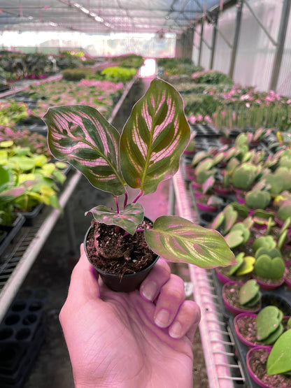 7 Pack Calathea 'Makoyana' in 4in Pot - Live Tropical Houseplant - Easy to Grow | Air Purifying | Pet Friendly | Variegated | USA Growers | The Snobby Leaf