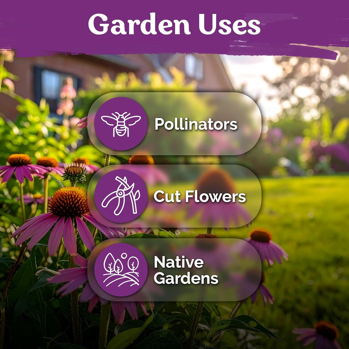 KVITER 550 Purple Coneflower Seeds | Echinacea Purpurea Herb Flower Seeds for Medicinal Gardens - Pollinator-Friendly