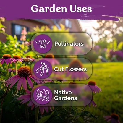 KVITER 550 Purple Coneflower Seeds | Echinacea Purpurea Herb Flower Seeds for Medicinal Gardens - Pollinator-Friendly