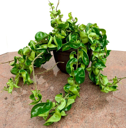 Hoya Hindu Rope Plant - Live Plant in a 2 Inch Pot - Hoya Carnosa 'Compacta - Indoor Houseplants Straight from The Nursery