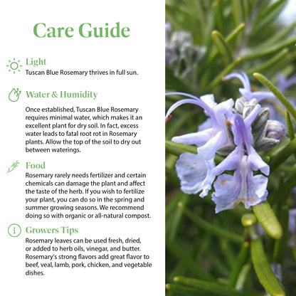 American Plant Exchange Tuscan Blue Rosemary – 6-Inch Pot – Live Edible Herb Plant with Fragrant Blue-Violet Flowers, Easy Care Aromatic Greenery for Home, Garden, or Patio Decor