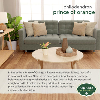 Arcadia Garden Products Live Prince of Orange Philodendron Rare Indoor Houseplant in Plastic Pot, Tropical Plant Collector Gift for Home and Garden Decor, 4-inch, Beige
