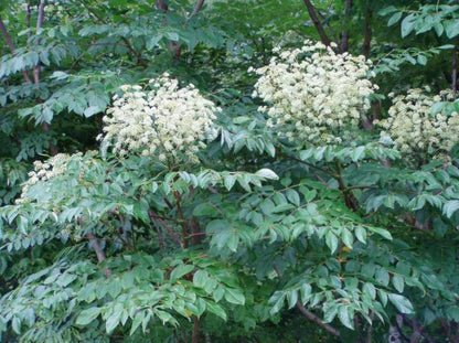 1 Branch/stem 32-34” Long of Aralia spinosa - Devil's Walkingstick.
