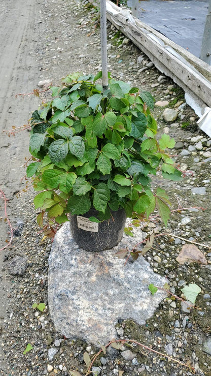 Parthenocissus Tricuspidata (Boston Ivy) Shrub, #3 - Size Container