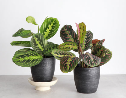 Thorsen's Greenhouse Prayer Plants Set of 2, Maranta leuconeura, Pet Safe, Low Light, Live Indoor Plants, 4" Diameter Plants, Classic Pots (Brushed Silver)