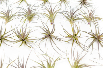 25 Pack Air Plants The Inca Collection - Live Succulent House Plants - Available in Wholesale and Bulk - Home and Garden Decor - Easy Care Indoor/Outdoor Air Plant