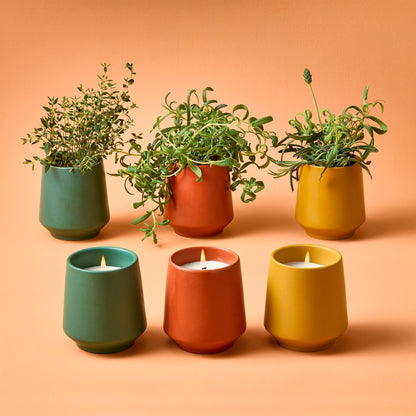 Modern Sprout - 2 in 1 Scented Candles with Seeds that Grows into Plants - 6 oz Soy Candle with 42 hr Burn time in Matte Glaze Ceramic Vessel - Rosemary, Thyme, & Lavender - Pack of 3