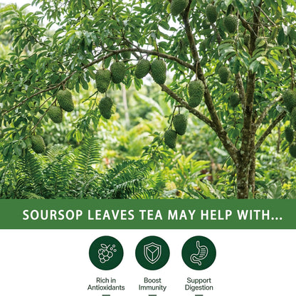 Samcci - Soursop Leaves Tea Bags, 40Teabags, 1.5g/bag, 100% Pure Graviola Leaves Tea - Hojas De Guanabana Tea - Natural Herbal - Caffeine-free
